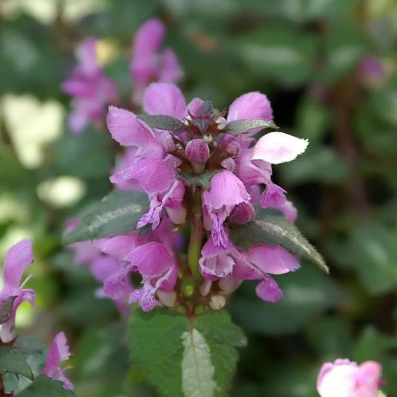 Lamium maculatum Chequers - Gefleckte Taubnessel (Flowering)