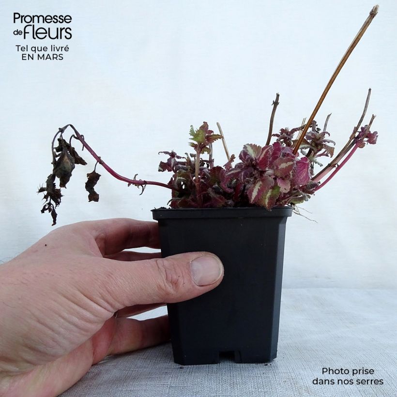 Exemplar von Lamium maculatum Chequers - Gefleckte Taubnessel Kleine Töpfe von 8/9 cm wie im Frühjahr geliefert