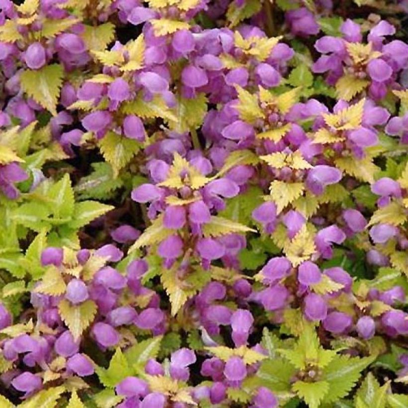 Lamium maculatum Golden Nuggets - Gefleckte Taubnessel (Flowering)