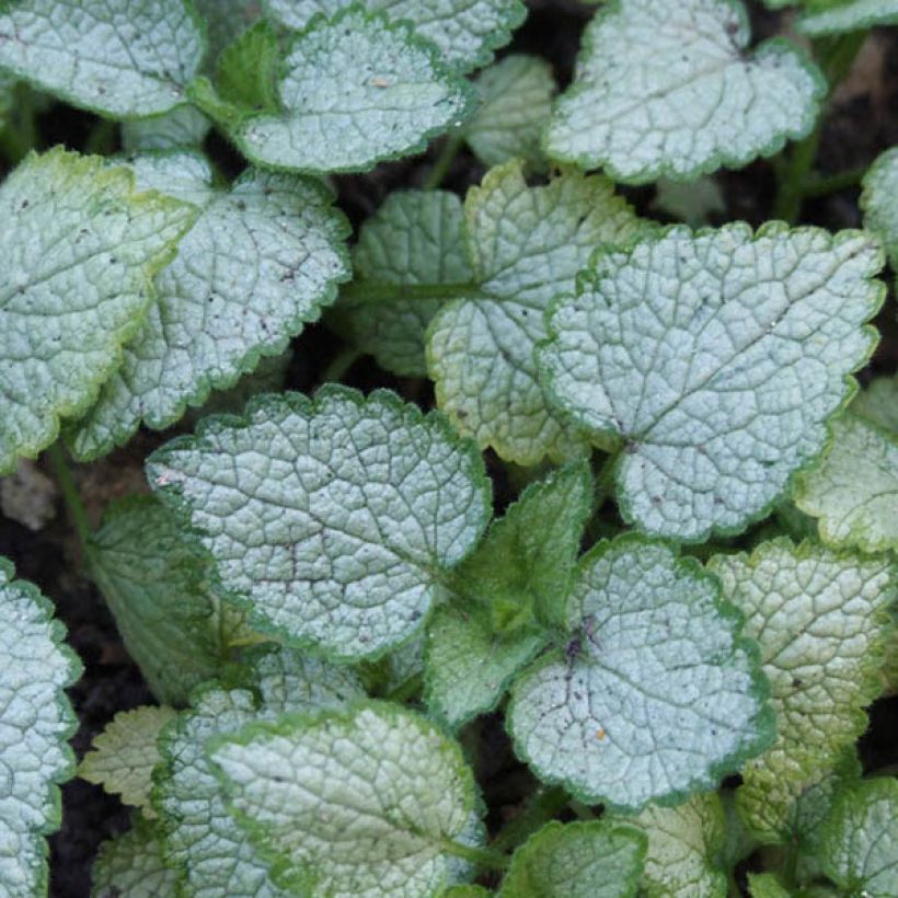 Lamium maculatum Pink Pewter - Gefleckte Taubnessel (Foliage)