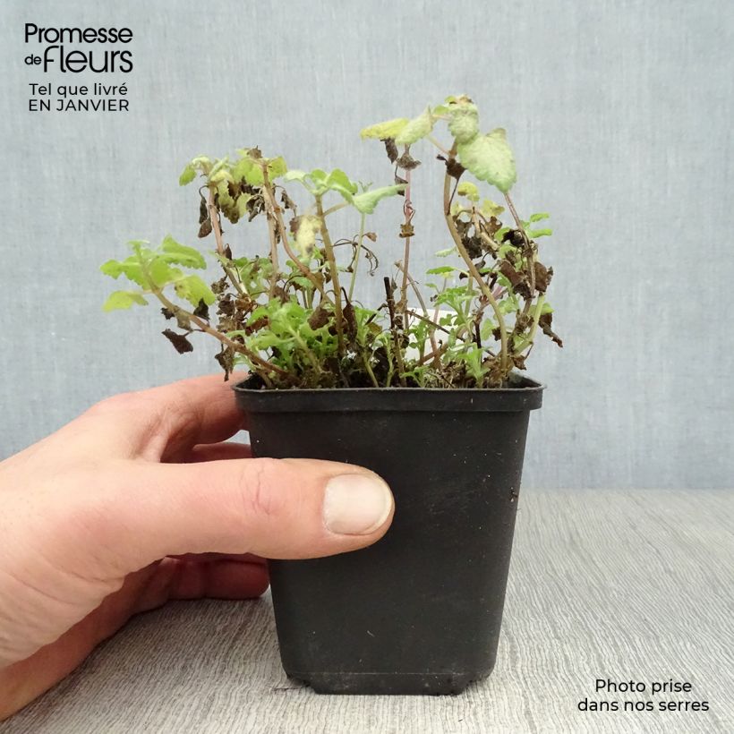 Exemplar von Lamium maculatum Red Nancy - Gefleckte Taubnessel Kleine Töpfe von 8/9 cm wie im Winter geliefert