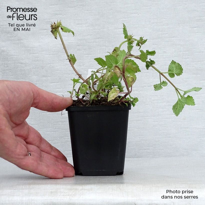 Exemplar von Lamium maculatum Roseum - Gefleckte Taubnessel Kleine Töpfe von 8/9 cm wie im Frühjahr geliefert