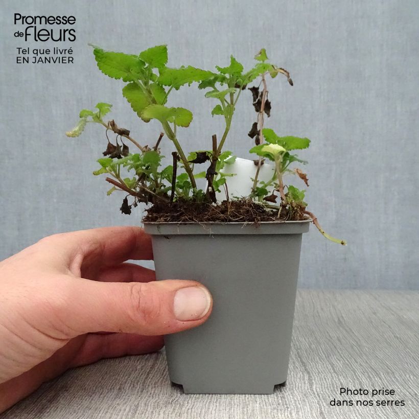 Exemplar von Lamium maculatum Roseum - Gefleckte Taubnessel Kleine Töpfe von 8/9 cm wie im Winter geliefert