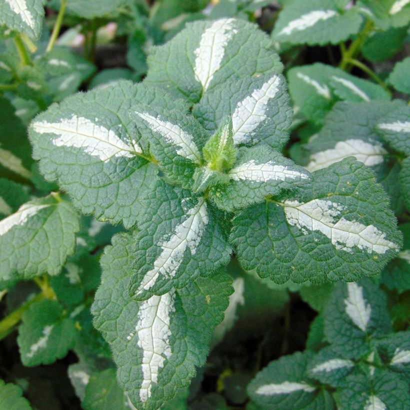 Lamium maculatum Shell Pink - Gefleckte Taubnessel (Foliage)