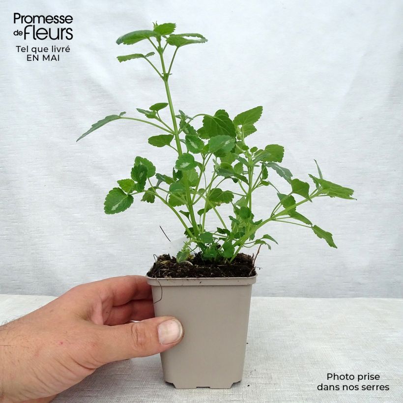 Exemplar von Lamium maculatum Shell Pink - Gefleckte Taubnessel Kleine Töpfe von 8/9 cm wie im Frühjahr geliefert