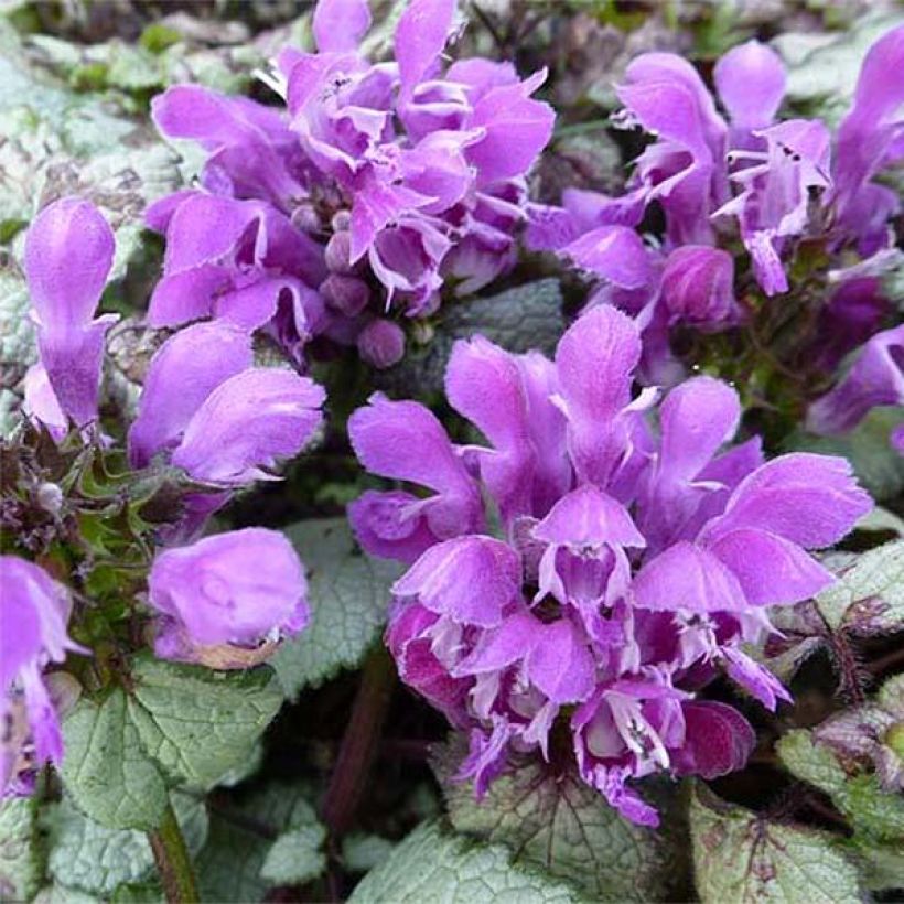 Lamium maculatum Silver Sterling - Gefleckte Taubnessel (Flowering)