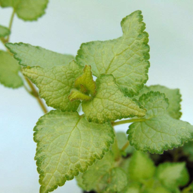 Lamium maculatum Silver Sterling - Gefleckte Taubnessel (Foliage)