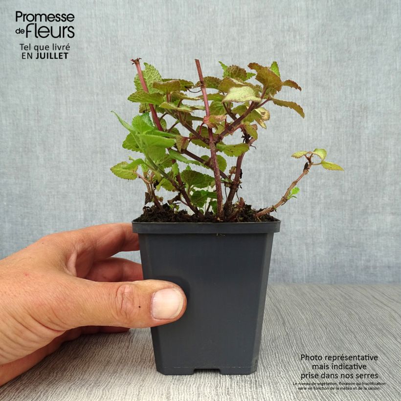 Example of Lamium maculatum Silver Sterling - Gefleckte Taubnessel Kleine Töpfe von 8/9 cm as you get in ete