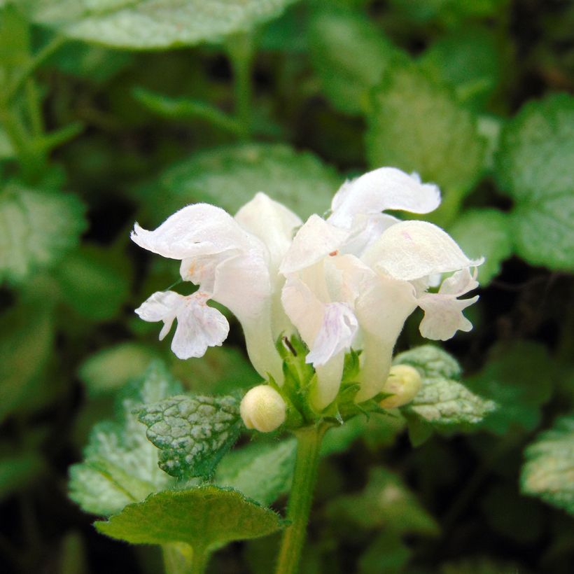 Lamium maculatum White Nancy - Gefleckte Taubnessel (Flowering)