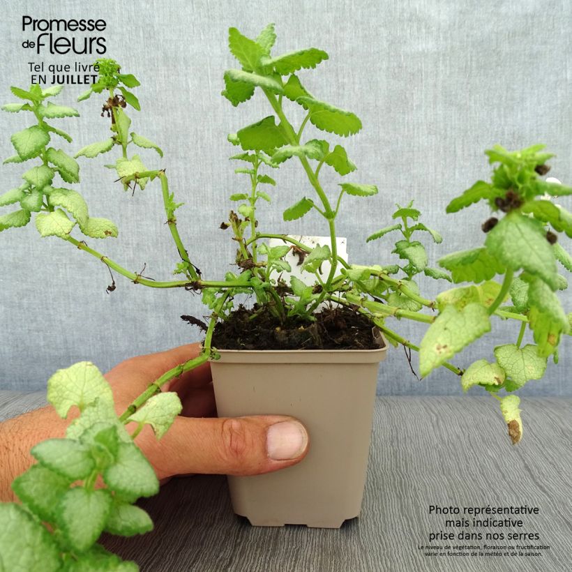 Exemplar von Lamium maculatum White Nancy - Gefleckte Taubnessel Kleine Töpfe von 8/9 cm wie im Sommer geliefert