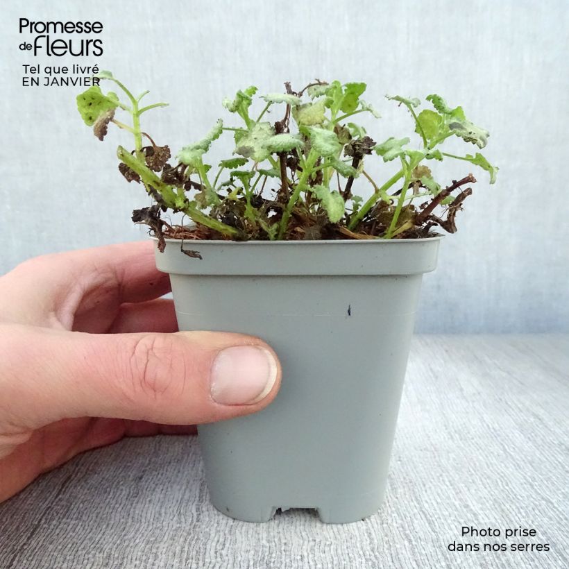 Exemplar von Lamium maculatum White Nancy - Gefleckte Taubnessel Kleine Töpfe von 8/9 cm wie im Winter geliefert