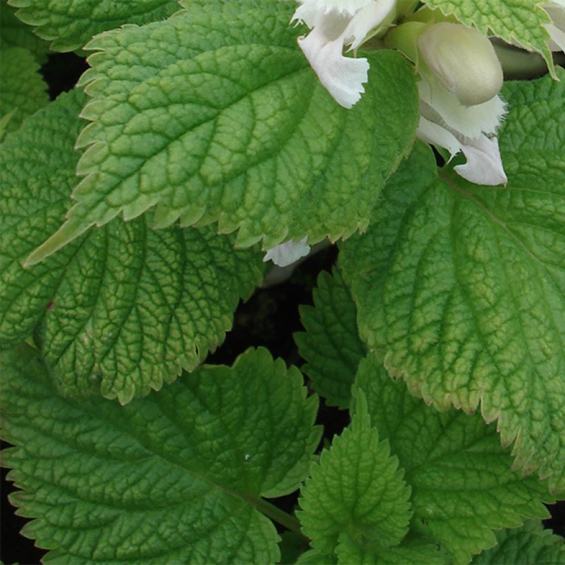 Lamium orvala Album - Großblütige Taubnessel (Foliage)