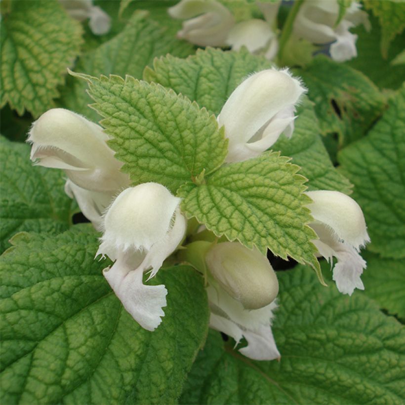 Lamium orvala Album - Großblütige Taubnessel (Flowering)