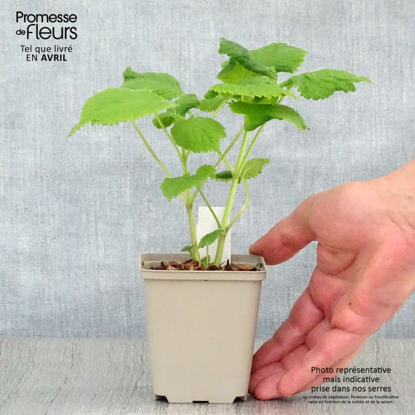 Exemplar von Lamium orvala Album - Großblütige Taubnessel Kleine Töpfe von 8/9 cm wie im Frühjahr geliefert