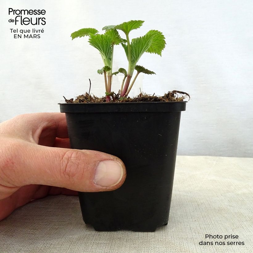 Exemplar von Lamium orvala - Großblütige Taubnessel Kleine Töpfe von 8/9 cm wie im Frühjahr geliefert