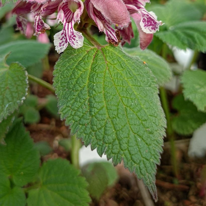 Lamium orvala - Großblütige Taubnessel (Foliage)