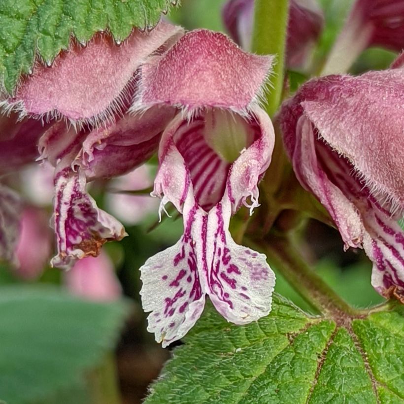 Lamium orvala - Großblütige Taubnessel (Flowering)