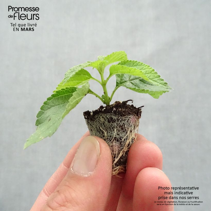 Example of Lantana camara Bloomify Red - Wandelröschen Mini-Plug Ø 3/4 cm as you get in printemps