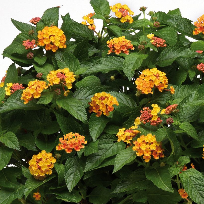 Lantana camara Bloomify Orange - Wandelröschen (Flowering)