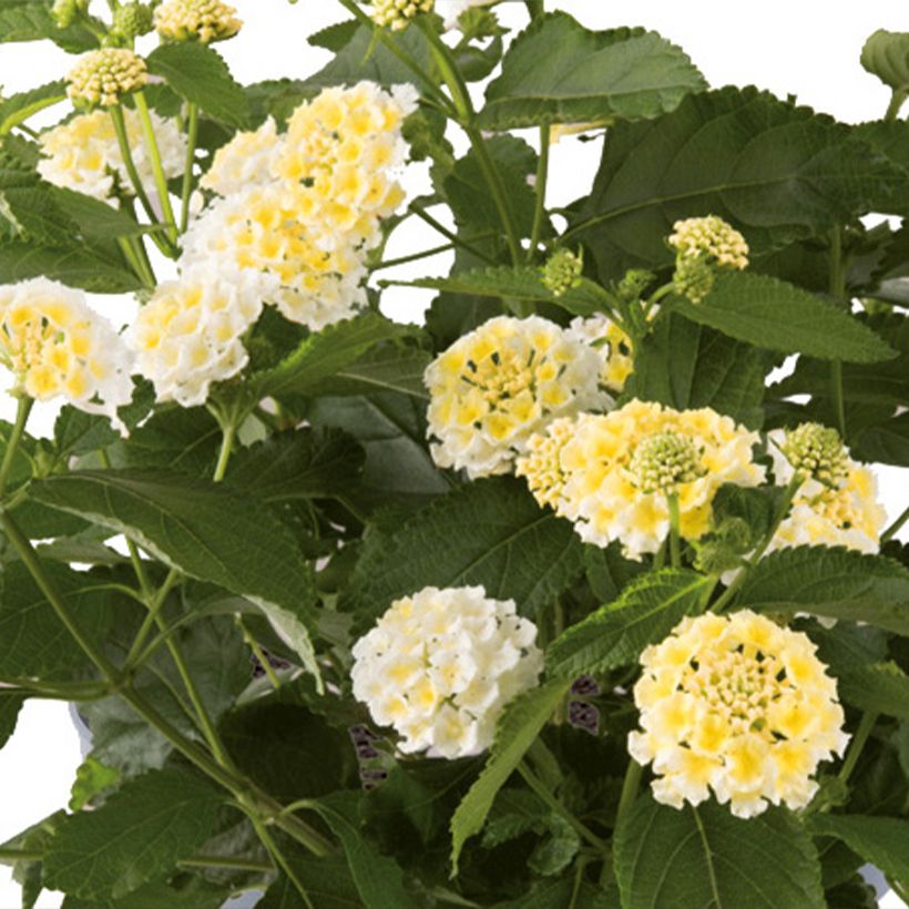 Lantana camara Bloomify White (Flowering)