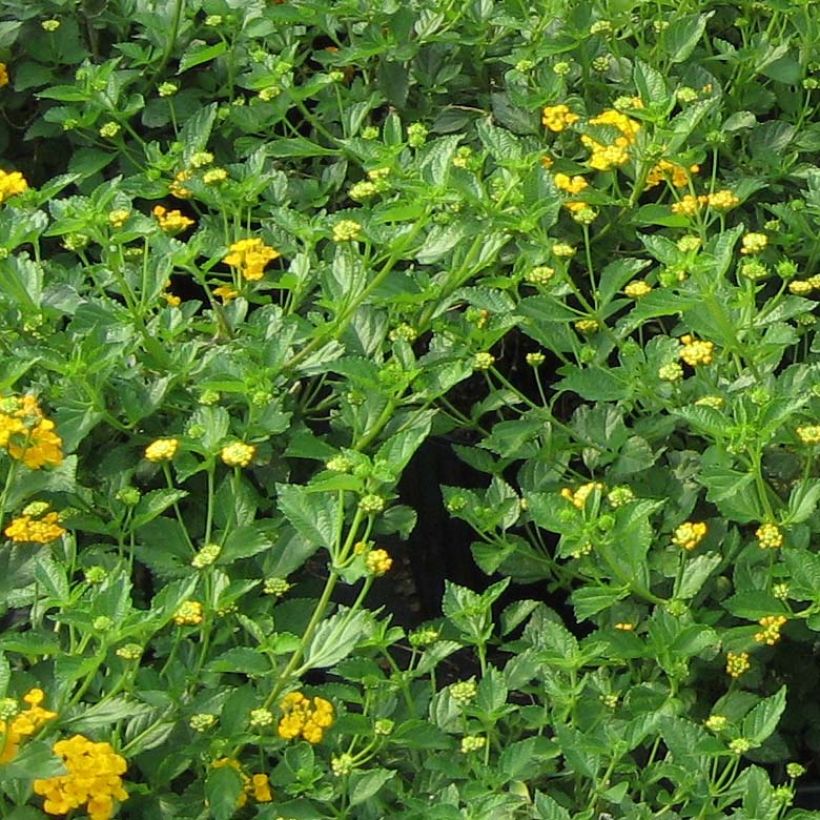Lantana camara Chapel Hill Gold - Wandelröschen (Foliage)
