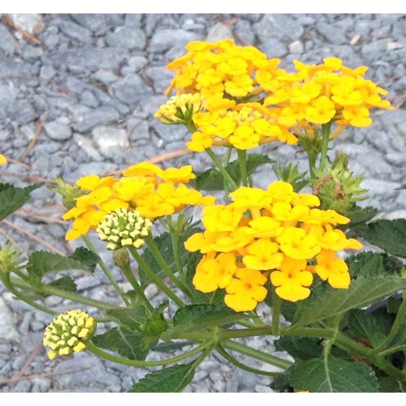 Lantana camara Chapel Hill Gold - Wandelröschen (Flowering)