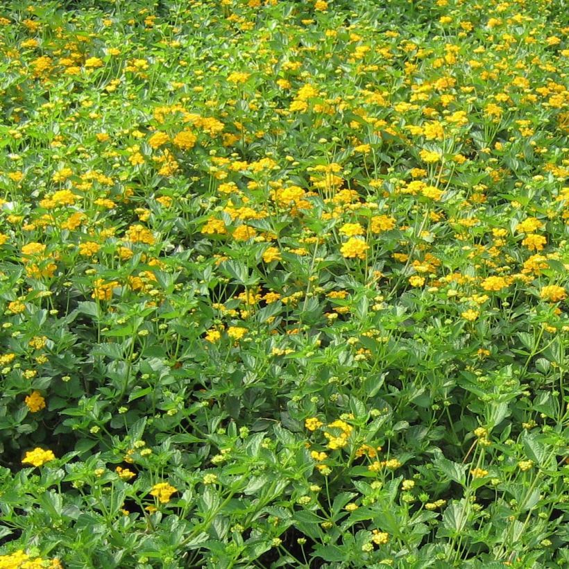 Lantana camara Chapel Hill Gold - Wandelröschen (Plant habit)