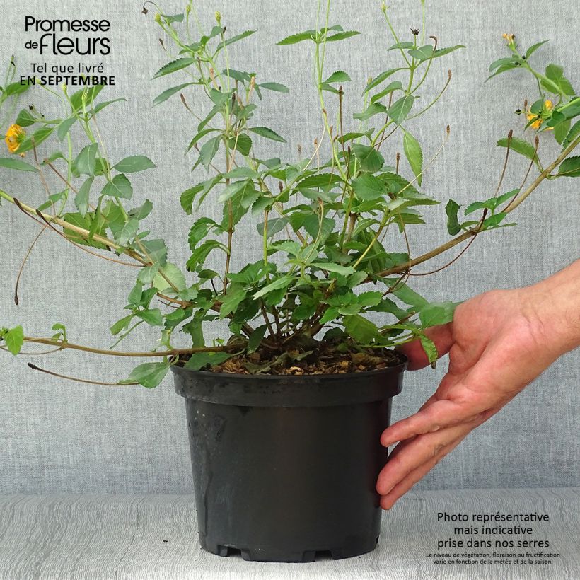 Example of Lantana camara Chapel Hill Gold - Wandelröschen Topf mit 2L/3L as you get in automne