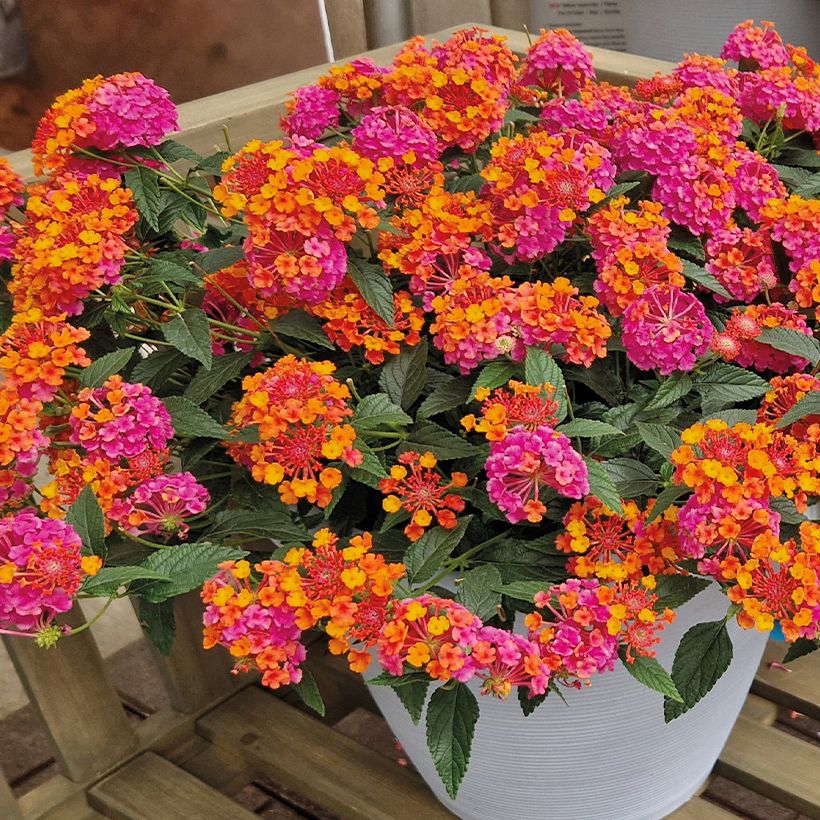 Lantana camara PassionFruit - Wandelröschen (Plant habit)