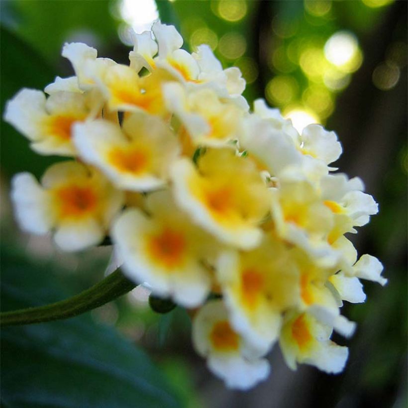 Lantana camara Chapel Sunny Side Up - Wandelröschen (Flowering)