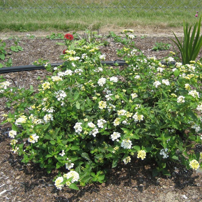 Lantana camara Chapel Sunny Side Up - Wandelröschen (Plant habit)