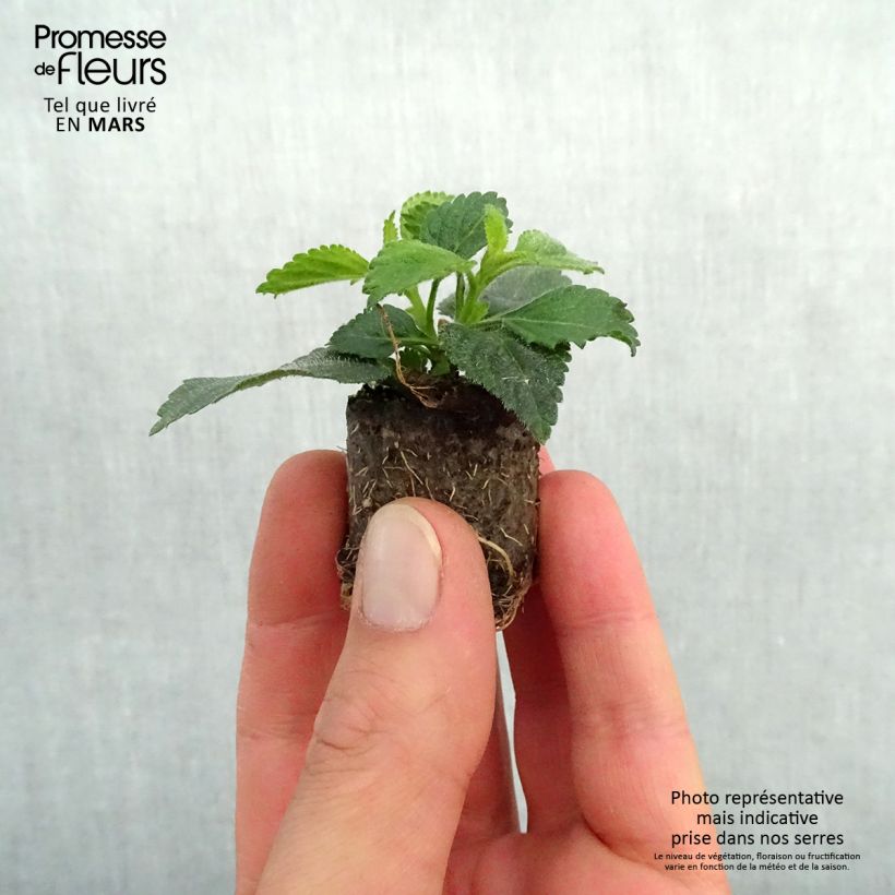 Example of Lantana camara Evita Red imp. - Wandelröschen Mini-Plug Ø 3/4 cm as you get in printemps