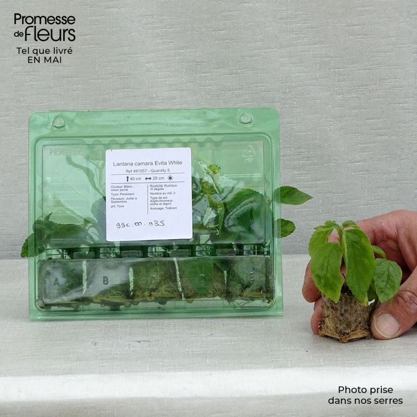 Example of Lantana camara Evita White - Wandelröschen Mini-Plug Ø 3/4 cm as you get in printemps