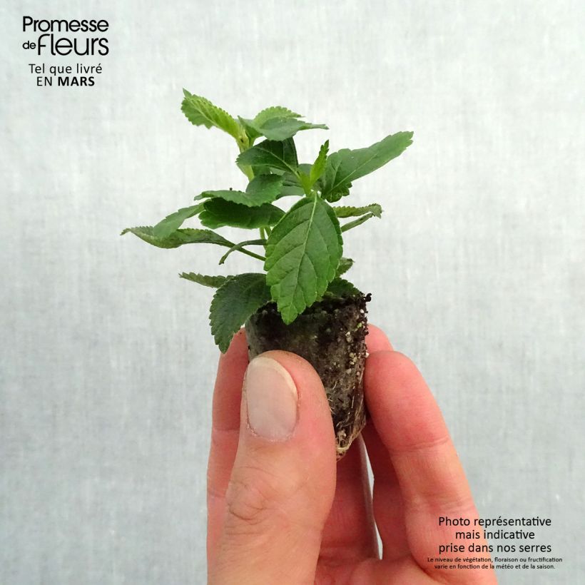 Example of Lantana camara Evita Yellow - Wandelröschen Mini-Plug Ø 3/4 cm as you get in printemps