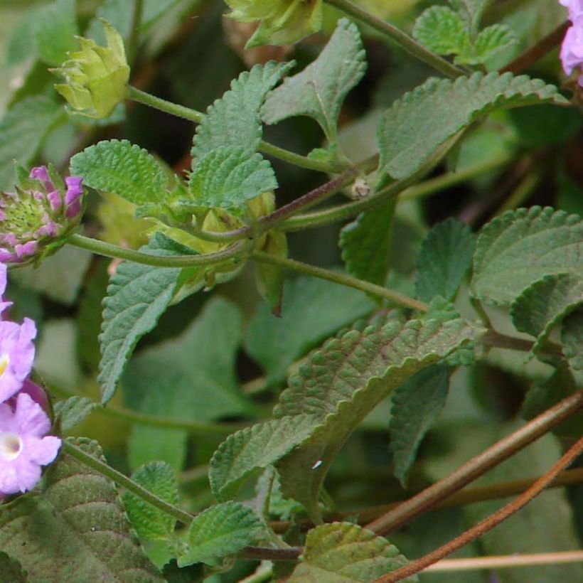 Lantana montevidensis Mauve - Wandelröschen (Foliage)