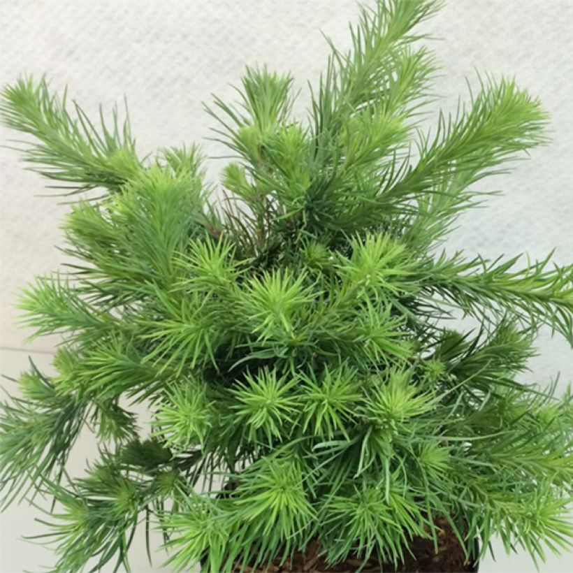 Larix kaempferi Blue Dwarf - Japanische Lärche (Hafen)