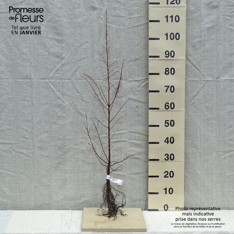 Example of Larix kaempferi - Japanische Lärche Wurzelnackt as you get in hiver
