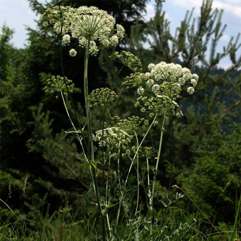 Laserpitium siler - Berg-Laserkraut (Flowering)