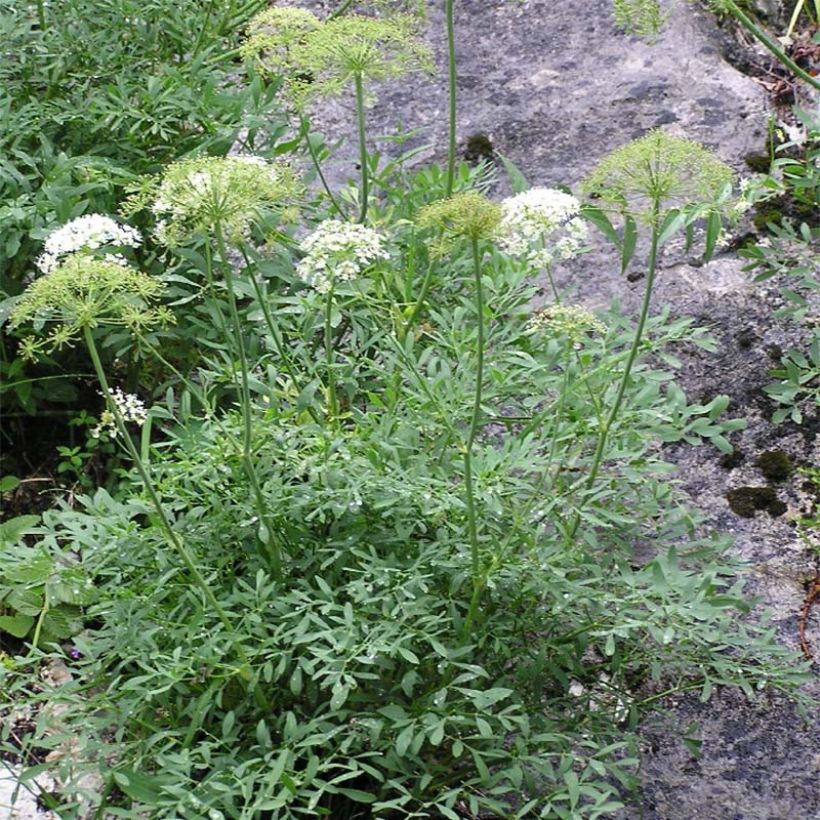 Laserpitium siler - Berg-Laserkraut (Plant habit)
