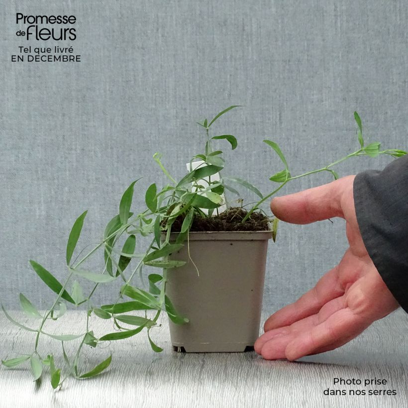 Exemplar von Breitblättrige Platterbse Red Pearl - Lathyrus latifolius Kleine Töpfe von 8/9 cm wie im Winter geliefert