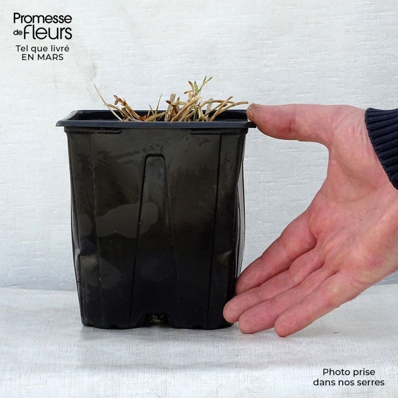 Example of Breitblättrige Platterbse Red Pearl - Lathyrus latifolius Topf mit 2L/3L as you get in printemps