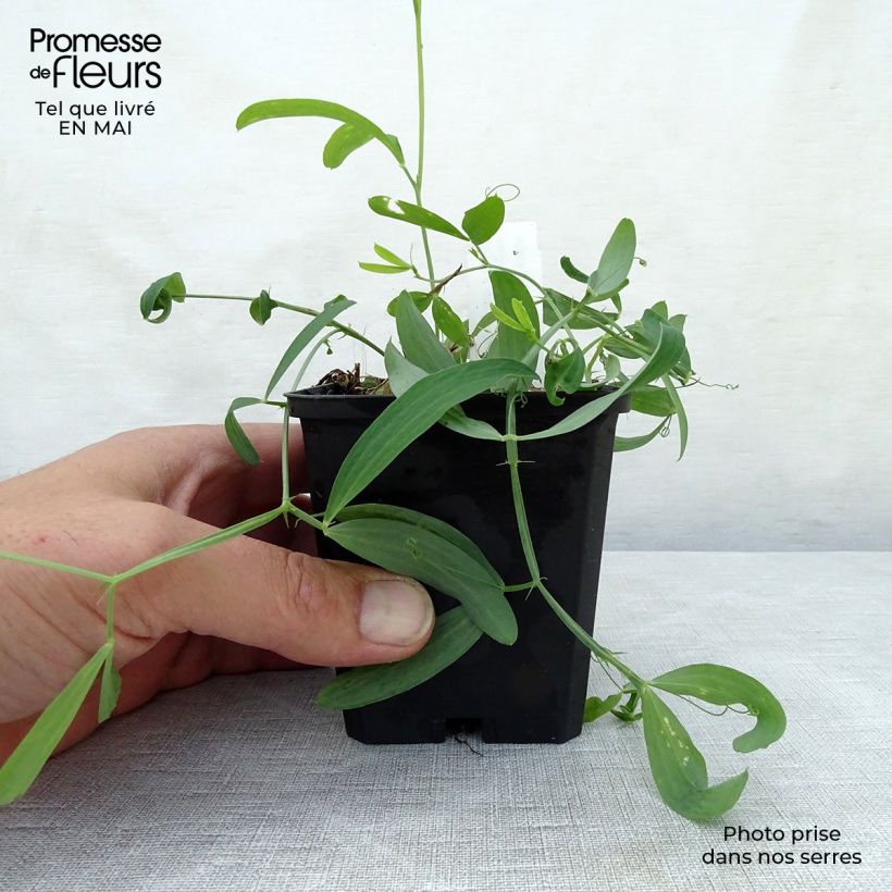 Exemplar von Breitblättrige Platterbse White Pearl - Lathyrus latifolius Kleine Töpfe von 8/9 cm wie im Frühjahr geliefert