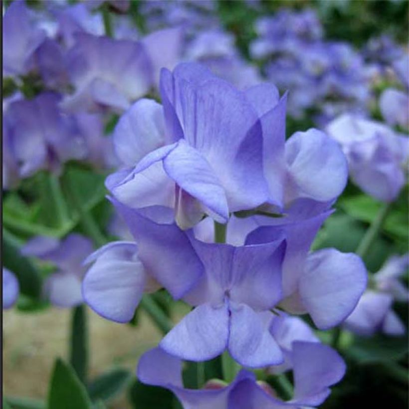 Platterbse Lord Anson's Pea (Samen) - Lathyrus nervosus (Flowering)