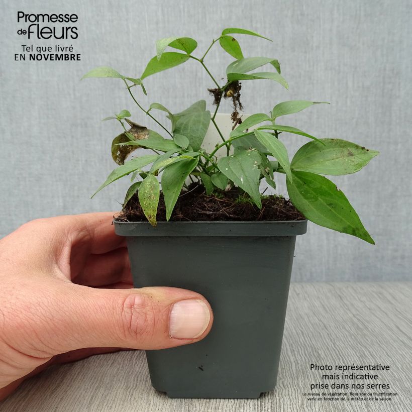 Example of Lathyrus vernus - Frühlings-Platterbse Kleine Töpfe von 8/9 cm as you get in automne