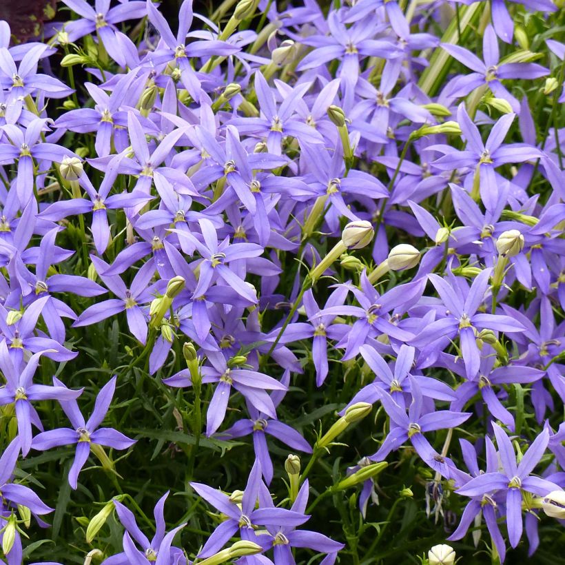 Isotoma axillaris Beth's Blue - Schein-Lobelie (Flowering)