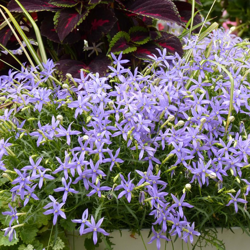 Isotoma axillaris Beth's Blue - Schein-Lobelie (Plant habit)