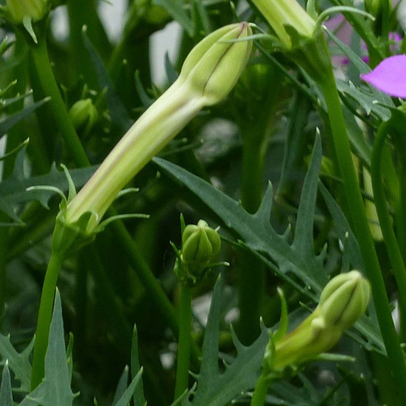 Isotoma axillaris Patti's Pink - Schein-Lobelie (Foliage)