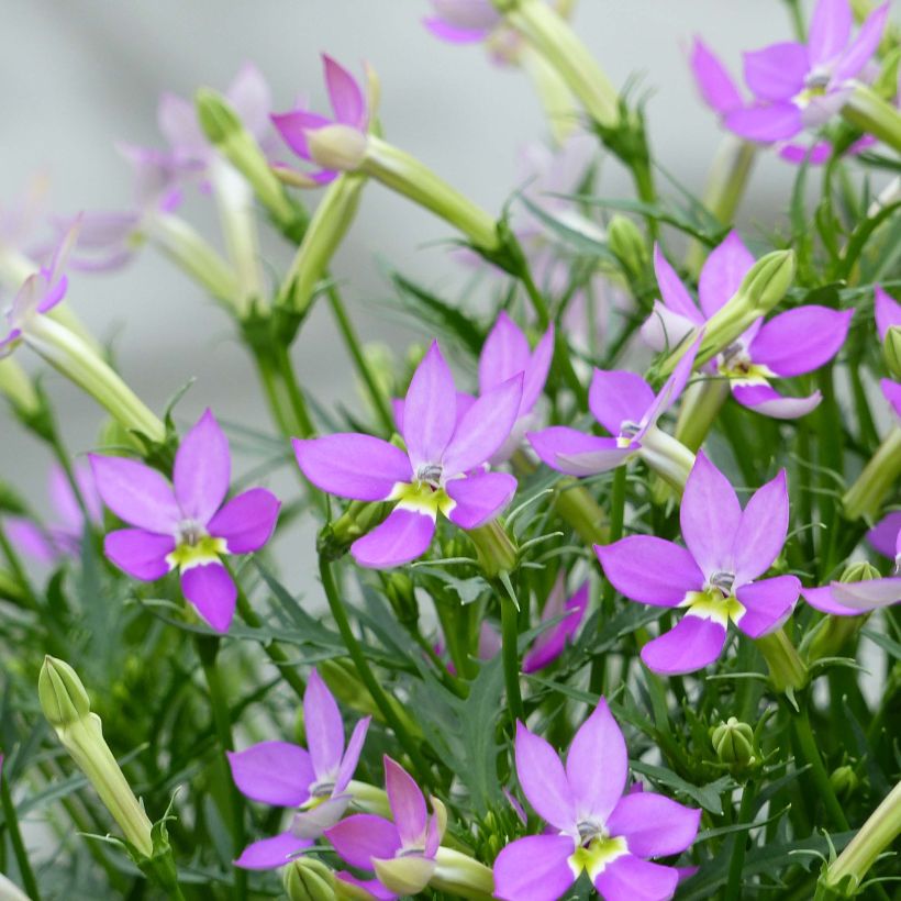 Isotoma axillaris Patti's Pink - Schein-Lobelie (Flowering)