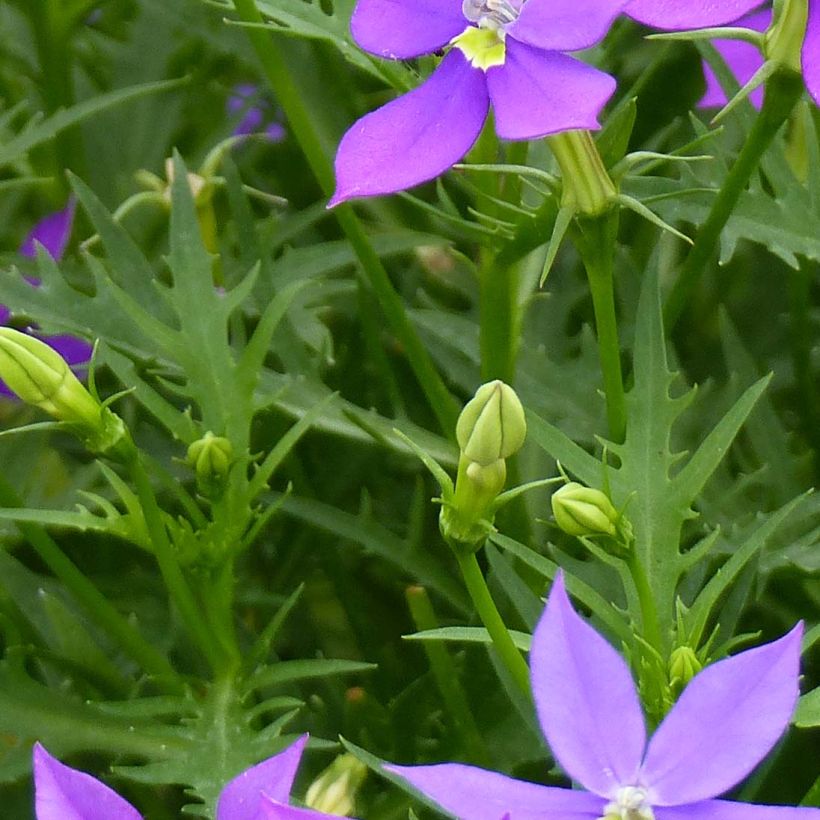 Isotoma axillaris Fizz'n'Pop Glowing Purple - Schein-Lobelie (Foliage)