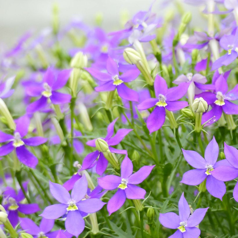 Isotoma axillaris Fizz'n'Pop Glowing Purple - Schein-Lobelie (Flowering)